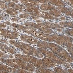 DRG2 Antibody, Novus Biologicals 0.1mL; Unlabeled:Antibodies, Polyclonal
